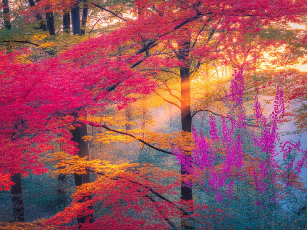 &#34;A vibrant autumn forest with trees in shades of red, orange, and pink, illuminated by golden sunlight.&#34;